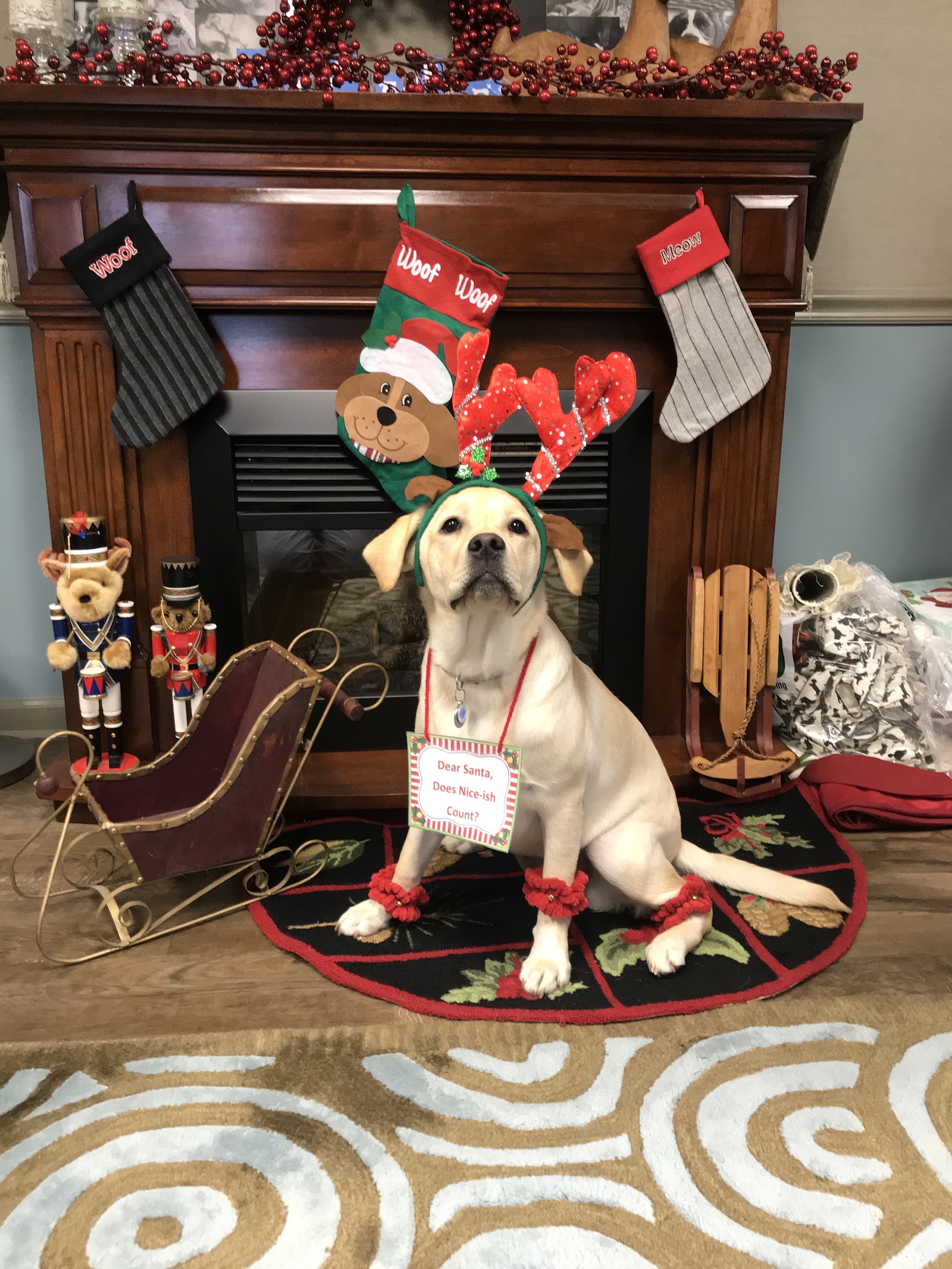 American Pets Inn in St Clair Shores