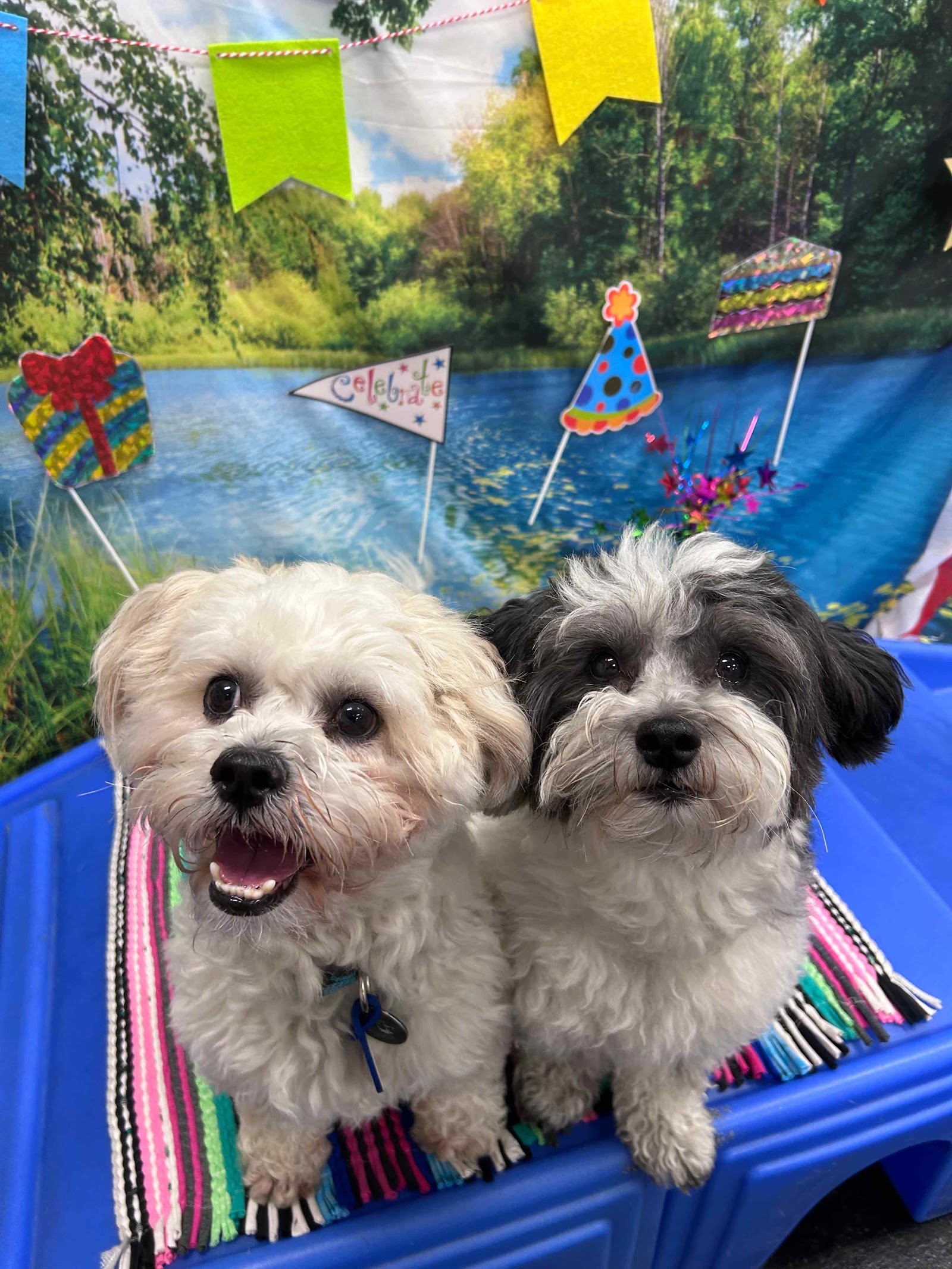 Camp Bow Wow Lil' Campers St. Clair Shores — photo