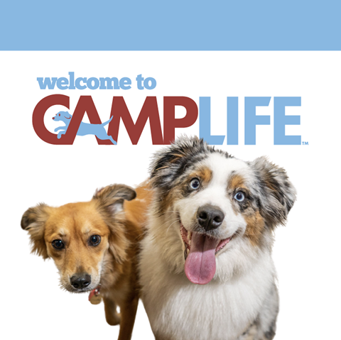 Camp Bow Wow St. Clair Shores in St Clair Shores