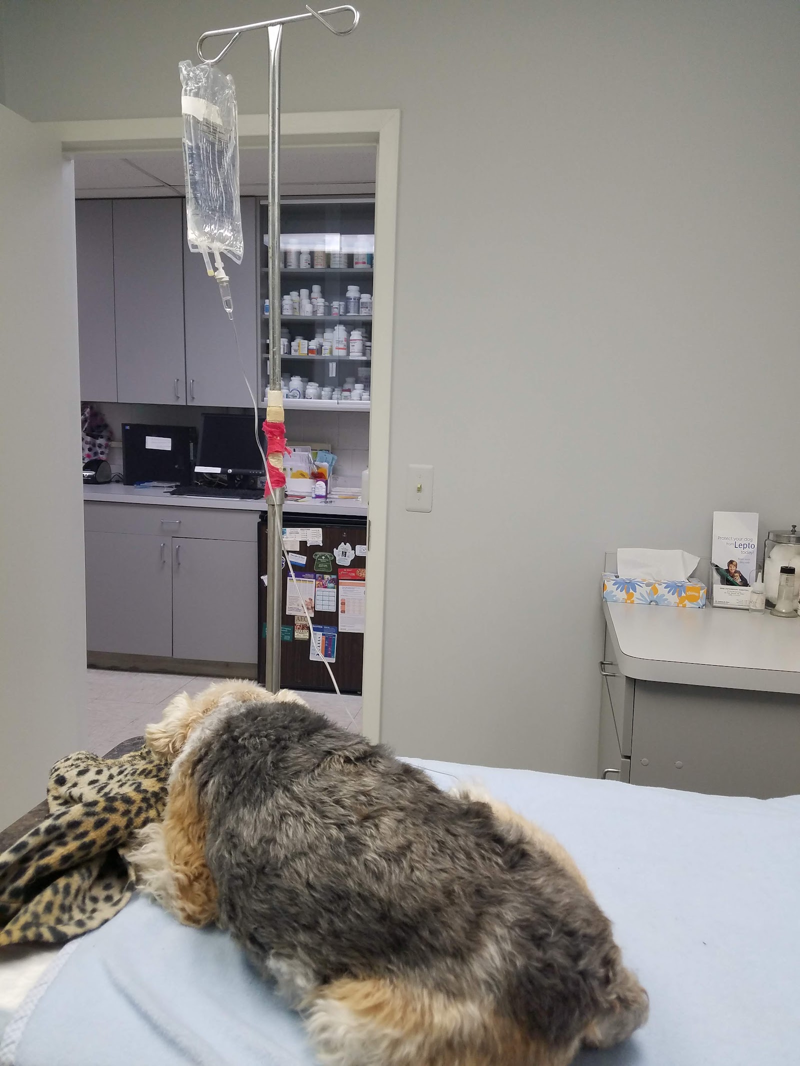 Dine Veterinary Hospital — photo
