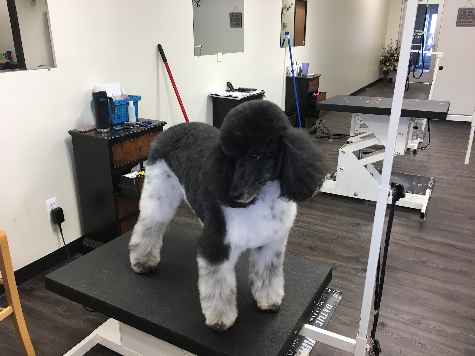 Sandys Dog Grooming Salon — photo