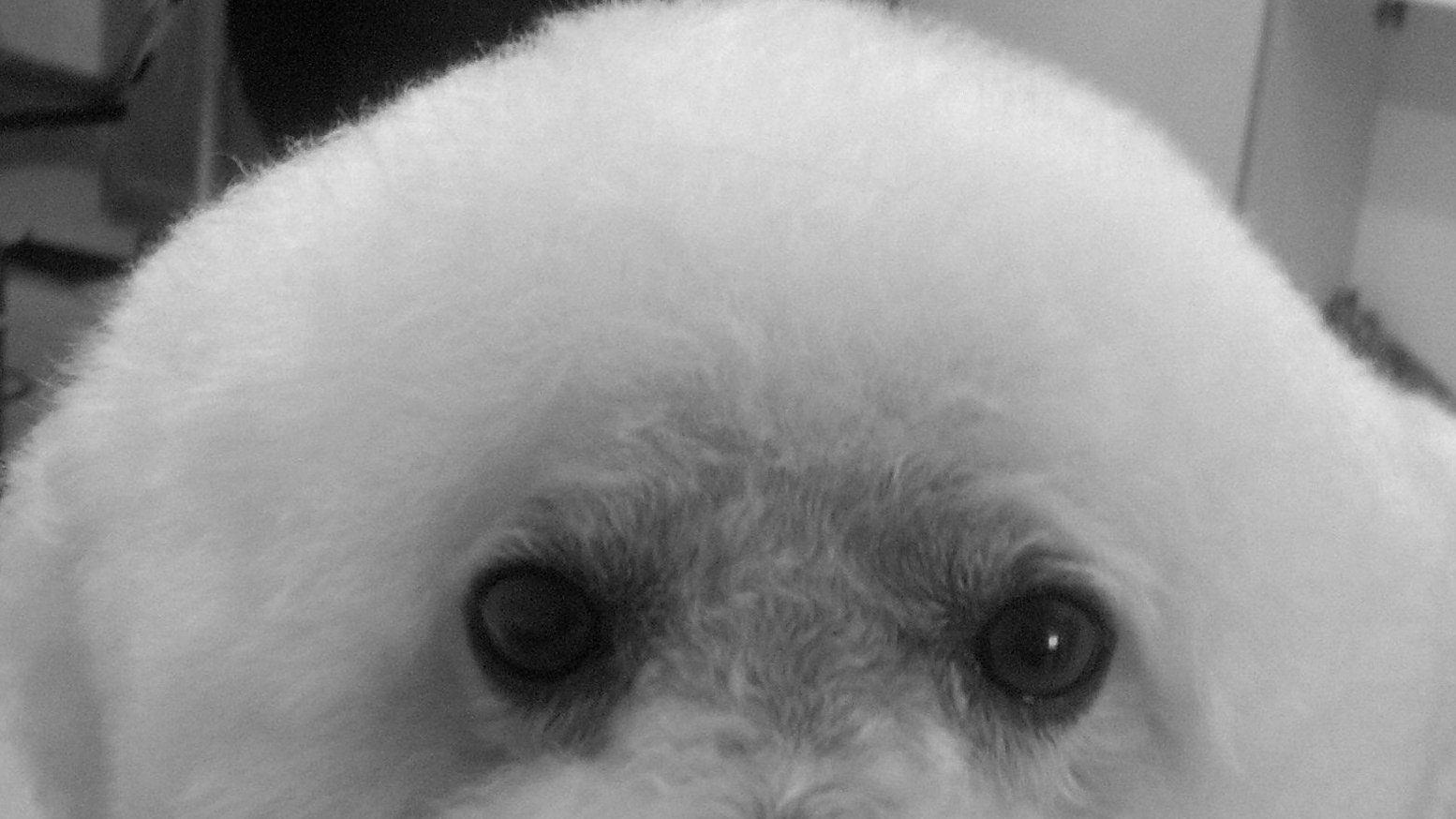 Shores Grooming in St Clair Shores
